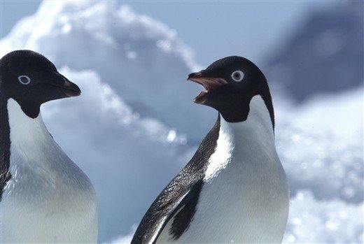 Antarktis Adelie Pinguin