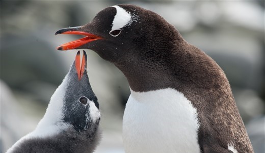 Pinguin mit Küken Antarktis