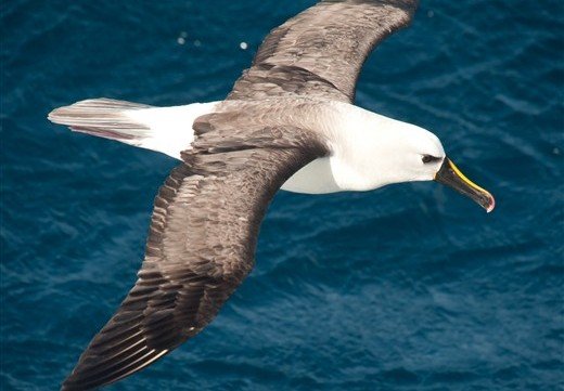 Antarktis Albatros