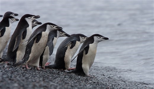 Zügelpinguine Antarktis