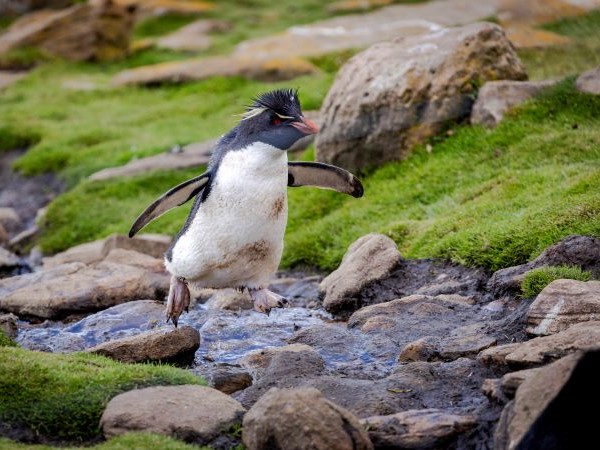 Rockhopper Pinguin Saunders Island