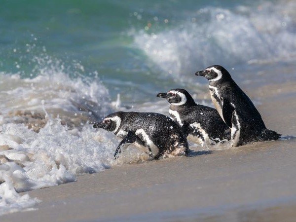 Drei Pinguine am Meer auf den Falklandinseln