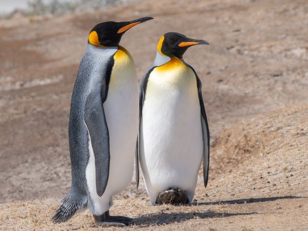 Königspinguin Pärchen Falklands