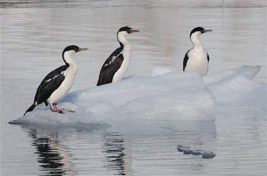Blauäugige Shage auf schwimmende Eisscholle Antarktis