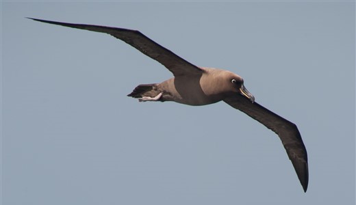 Rußalbatross Antarktis