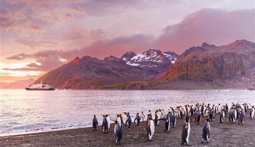 Königspinguine Antarktis