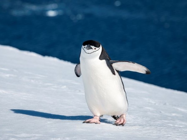 Zügelpinguin Orne Harbour Antarctica