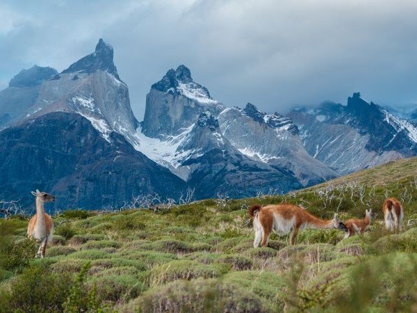 Alpakas Patagonien Gipfel