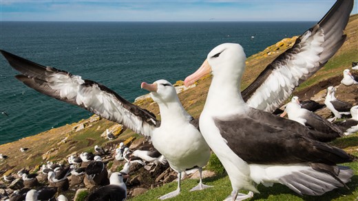 Albatrosse Falklandinseln