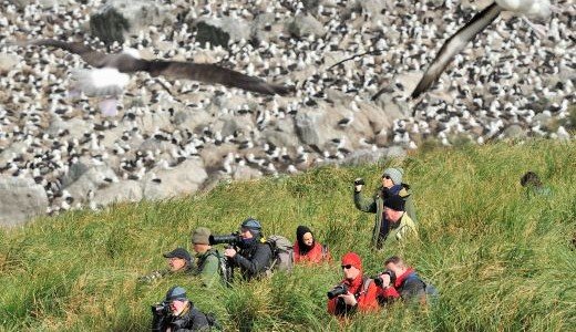 Albatross Kolonie an Land Antarktis