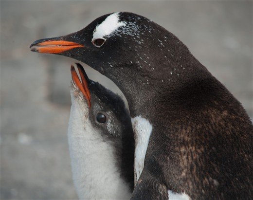 Antarktis Eselpinguin