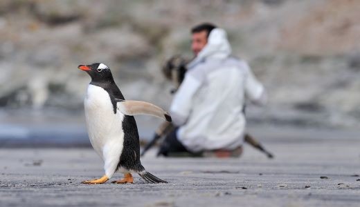 Eselpinguin Antarktis