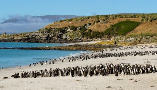 Magellan Pinguine Antarktis