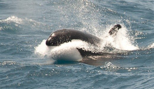 Orca im Wasser Antarktis