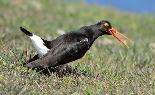 Wildvogel Antarktis