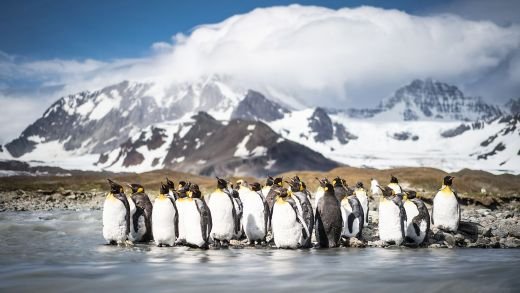Pinguine vor schneebedeckten Bergen am Ufer Antarktis
