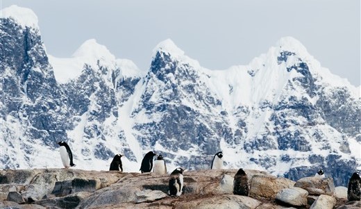 Eselspinguine Antarktis