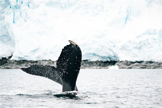 Wal Antarktis