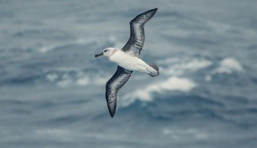 Seevogel in der Luft Antarktis