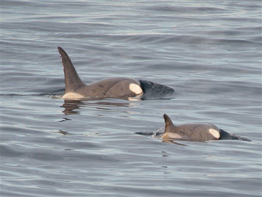 Schwimmende Orca Antarktis