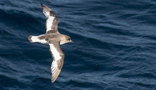 Sturmvogel Antarktis