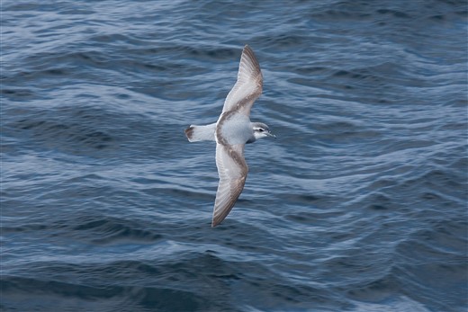 Antarktischer Walvogel