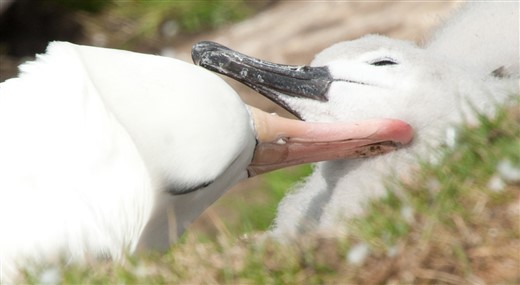 Schwarzbrauenalbatrosse Antarktis