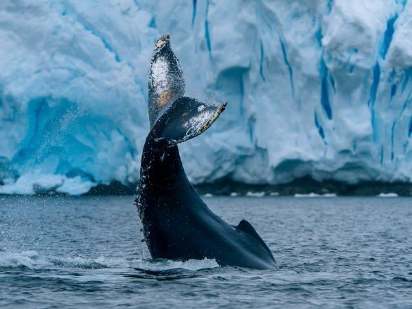 Buckelwal vor Eisberg Antarktis