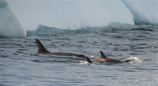 Orcas und Eisschollen Antarktis