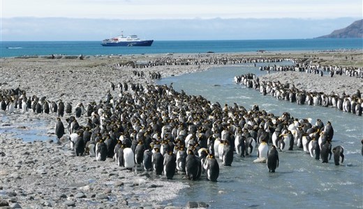 Köngispinguine Antarkits und Südgeorgien