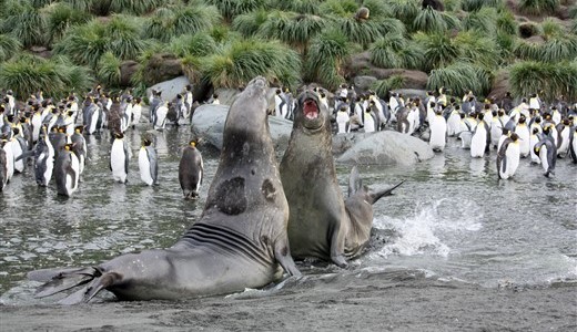 Seeelefanten und Pinguine Antarktis