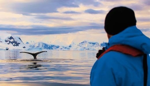 Walbeobachtung vor schneebedeckten Bergen Antarktis