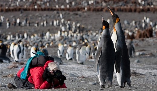 Königspinguine Antarktis