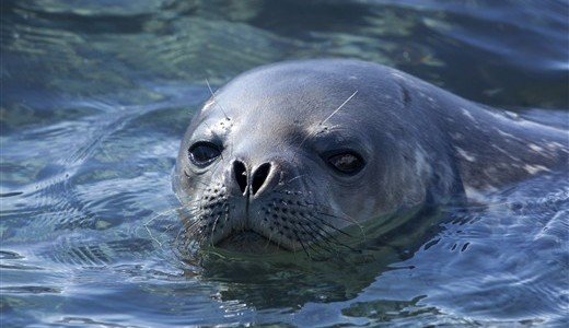 Schwimmende Robbe Antarktis