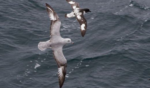 Seevögel über dem Meer Antarktis