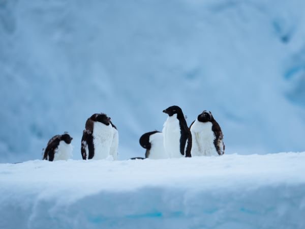 Adelie Pinguine Antarktis