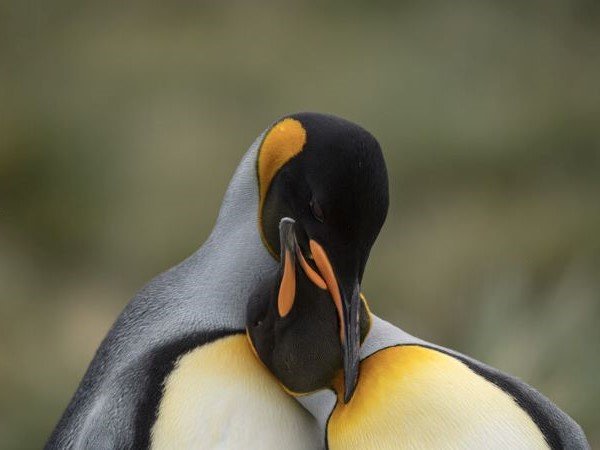 Königspinguin Pärchen kuschelt in der Antarktis