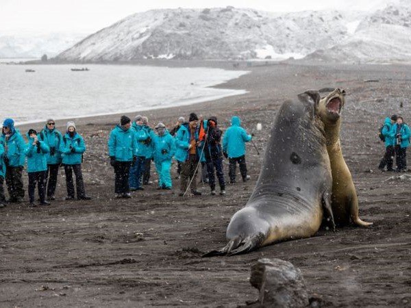 Antarktis Reisende beobachten zwei kämpfende Seelöwen