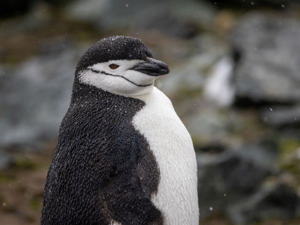 Zügelpinguin in der Antarktis bei Schneefall
