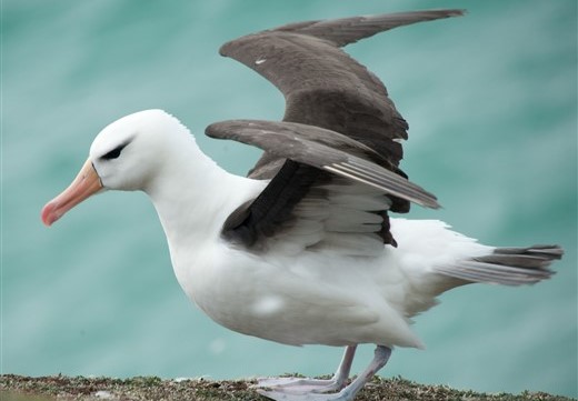 Schwarzbrauenalbatros