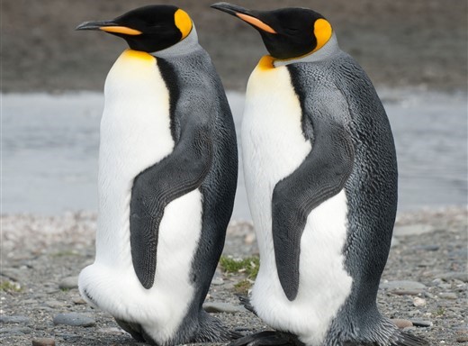 Königspinguine