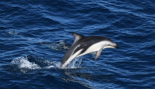 Delfin Antarktis