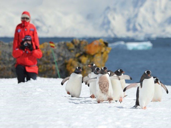 Eselspinguine und Fotografen Antarktis