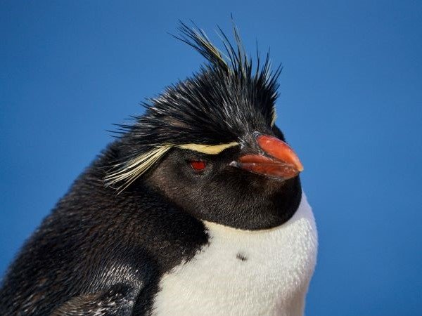 Felsenpinguin