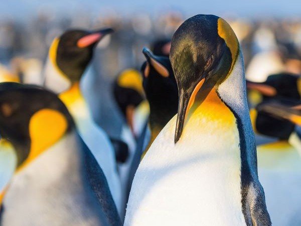 Ein Königspinguin putzt sich das Brustgefieder in Südgeorgien