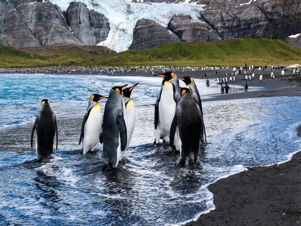 Eine Gruppe von Königspinguinen in der Antarktis versammelt sich, im Hintergrund stehen viele weitere Pinguine