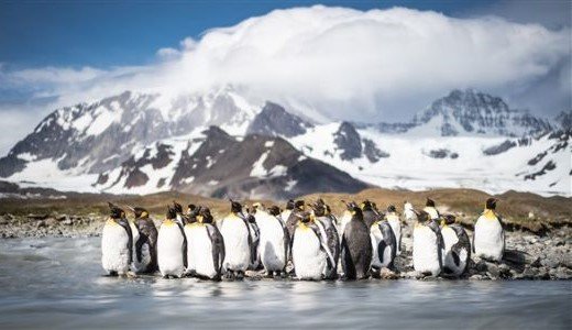 Königspinguine schneebedeckte Berge -Anarktis