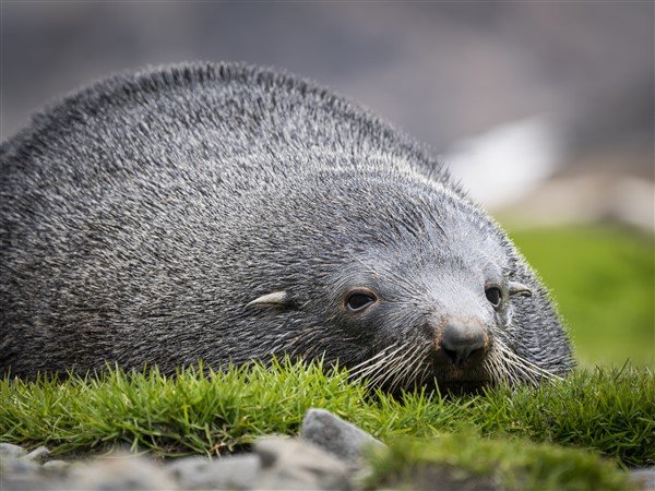 Eine dicke Robbe ruht sich im Tierparadies Südgeorgien im grünen Gras aus.