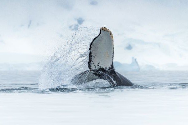 Walflosse in der Antarktis