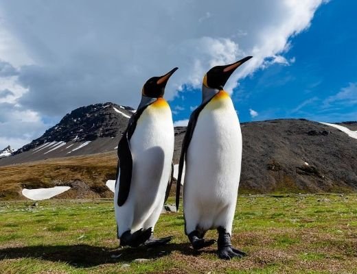 Pinguine vor schneebedeckten Bergen